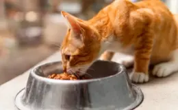 melhor ração para gato castrado