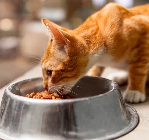 melhor ração para gato castrado