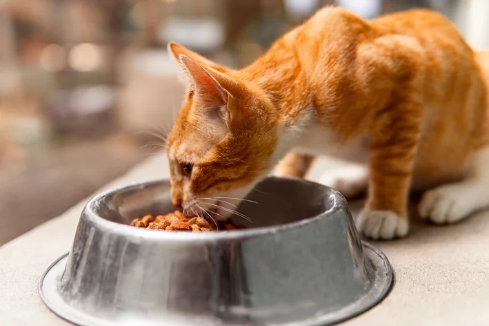 melhor ração para gato castrado
