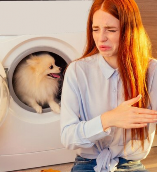 Cachorro solta pum? Saiba o que pode ser e o que fazer 3