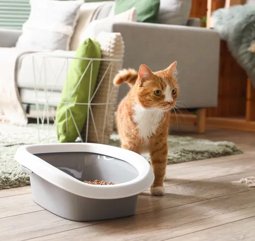 gato ao lado de uma caixa de areia com peneira para gatos