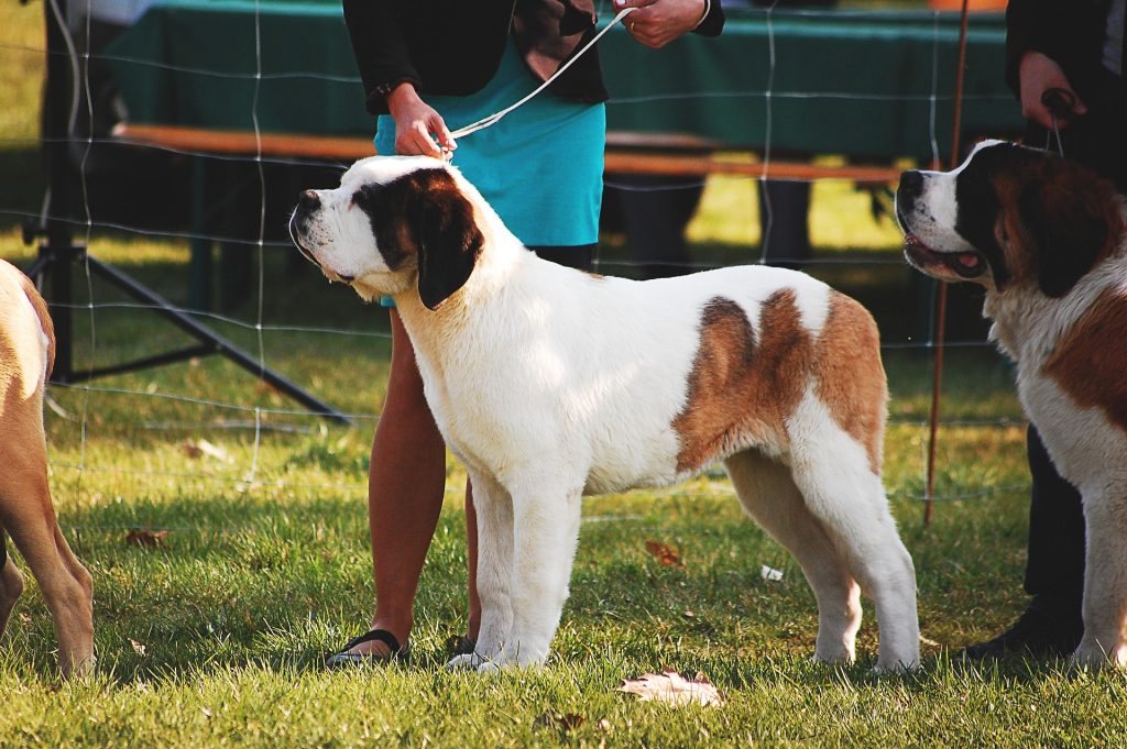 São Bernardo cachorro mais bonito do mundo