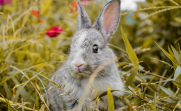 Onde encontrar itens para cuidados com coelhos baratos