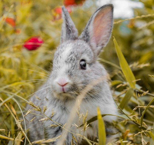 Onde encontrar itens para cuidados com coelhos baratos