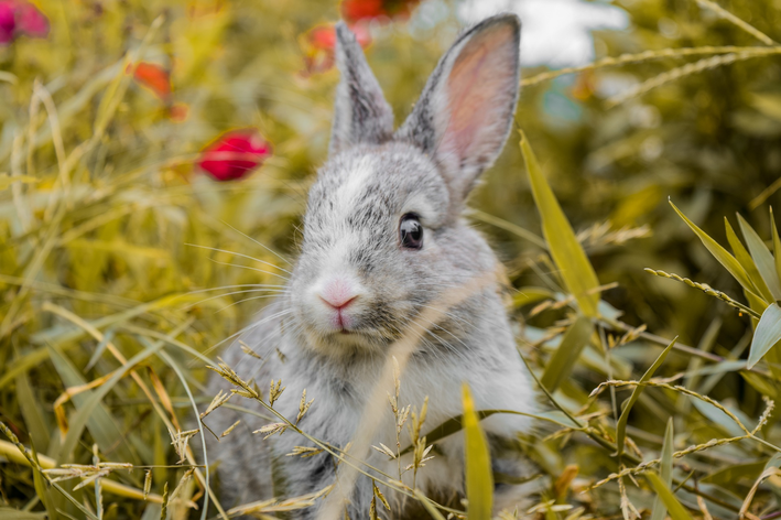 Onde encontrar itens para cuidados com coelhos baratos