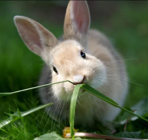 coelho comendo planta