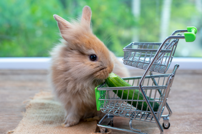 coelho pode comer pepino