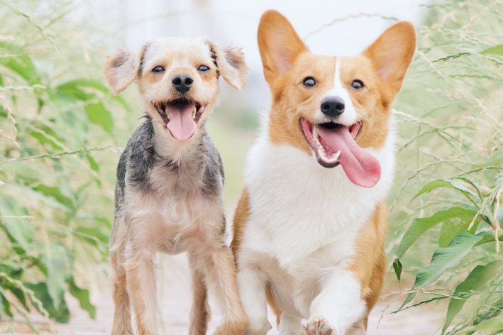 cachorros correndo felizes