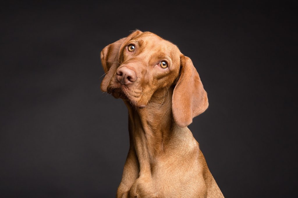 labirintite-em-cachorro