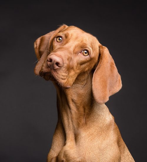 labirintite-em-cachorro