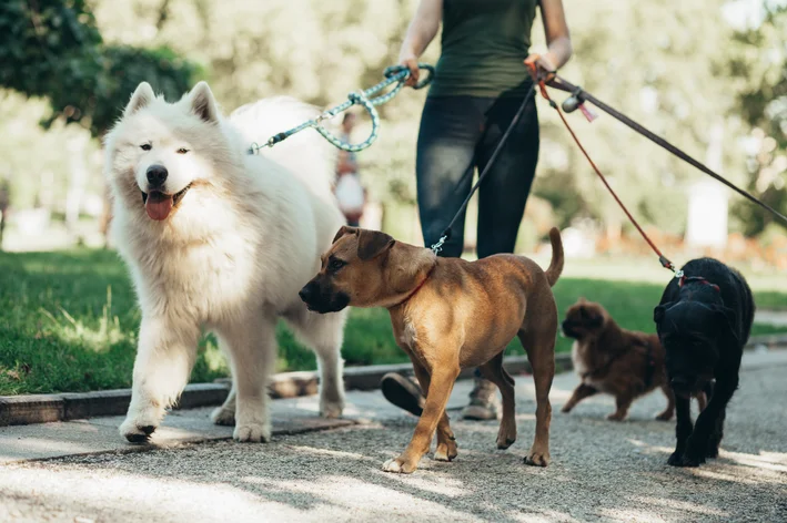 dog wlaker caminhando com cães