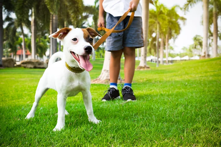 cachorro no parque com cuidador