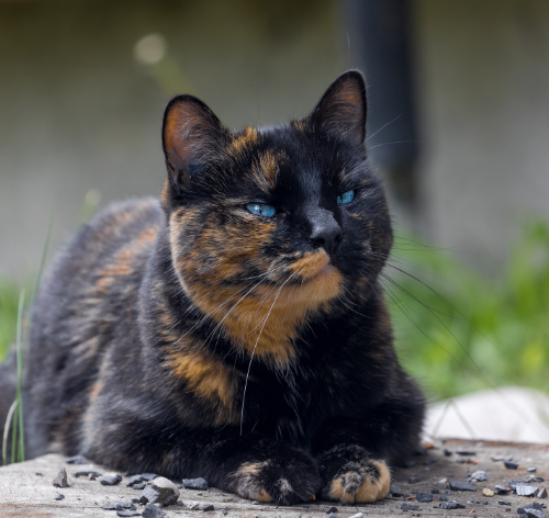 gato bicolor escaminha
