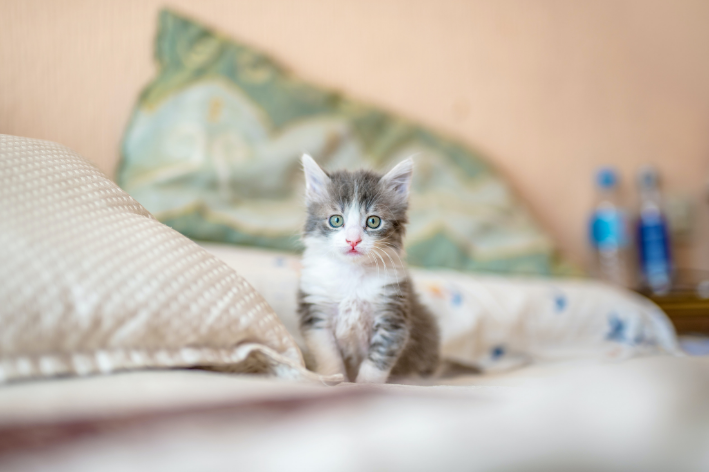 gato cinza e branco bicolor