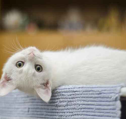 Como prevenir e evitar um gato com olho inflamado?
