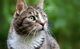 Gato filhote pode comer ração de gato castrado? Veja!