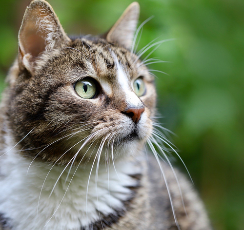Gato filhote pode comer ração de gato castrado? Veja!