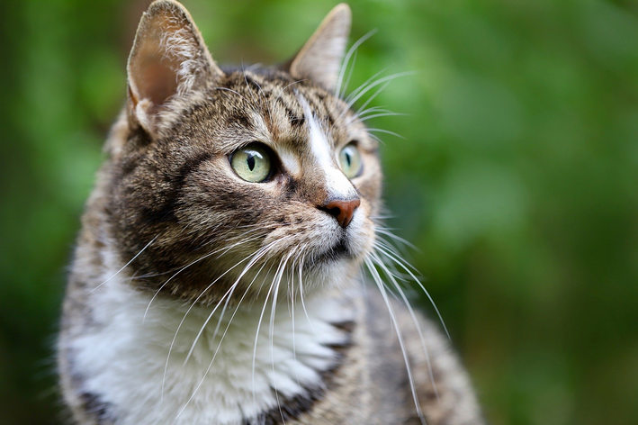 Gato filhote pode comer ração de gato castrado? Veja!