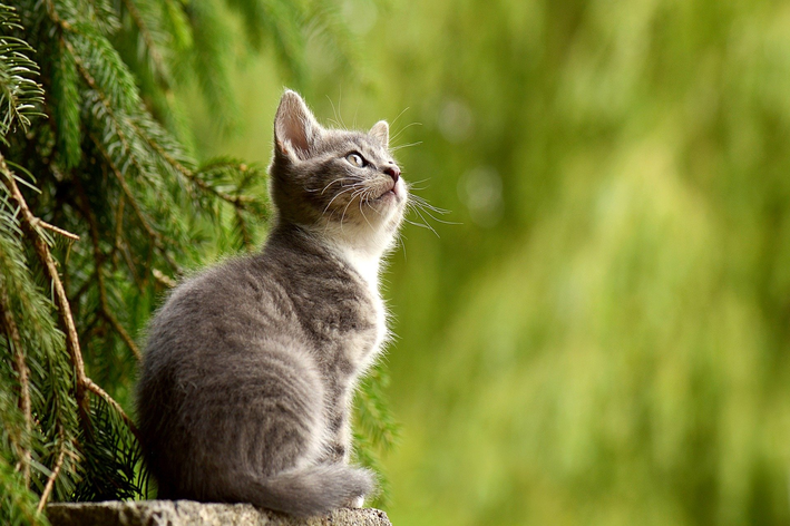 Gato filhote castrado pode comer ração de gato castrado?