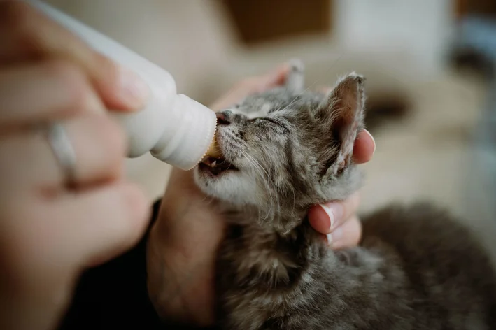 Gato sendo alimentado com leite materno em uma mamadeira