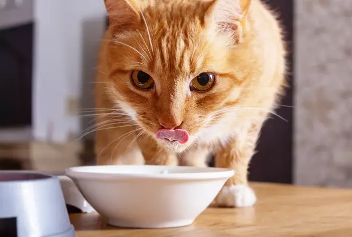gato bebendo leite na tijela