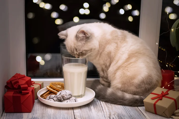 Gato apreciando um copo de leite na janela com decoração de natal ao redor.