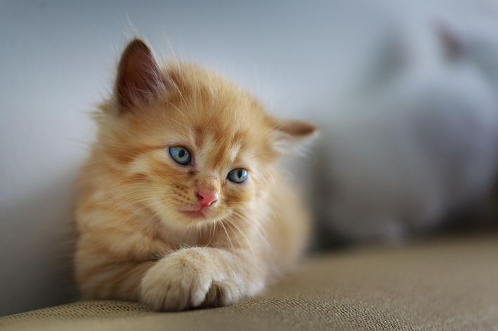 Problemas de saúde comuns nos gatos filhotes