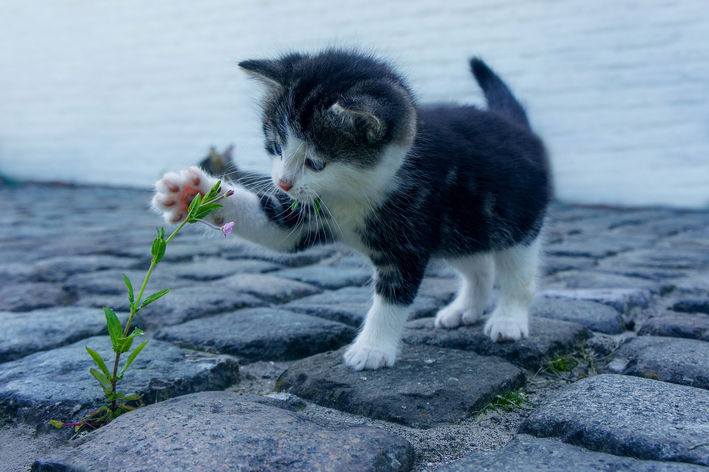 Nutrientes essenciais para manter um gatinho saudável