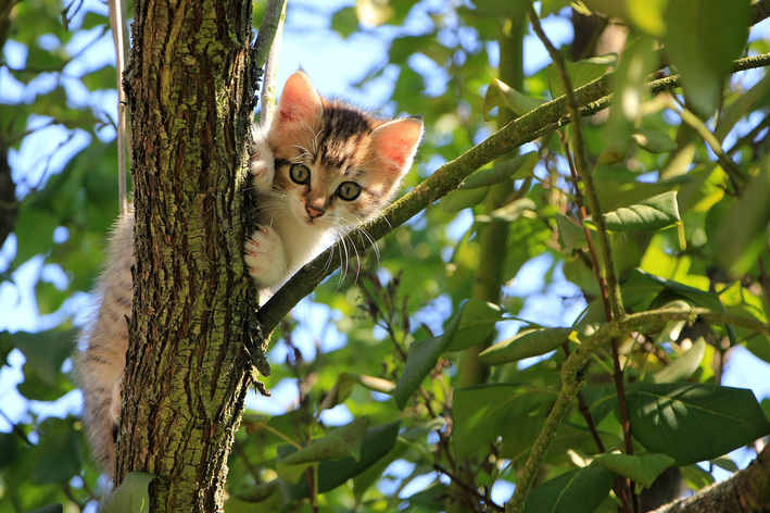 Afinal, qual a melhor ração para gatos filhotes?