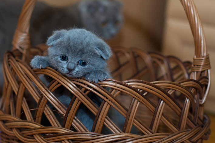 Melhor ração para gatos filhotes: o que precisa ter?