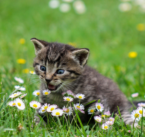 Qual a melhor ração para gatos filhotes? Veja o top 5!