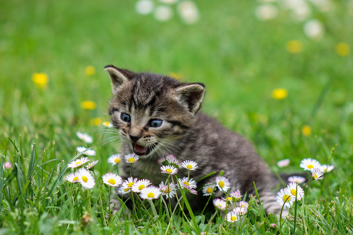 Qual a melhor ração para gatos filhotes? Veja o top 5!