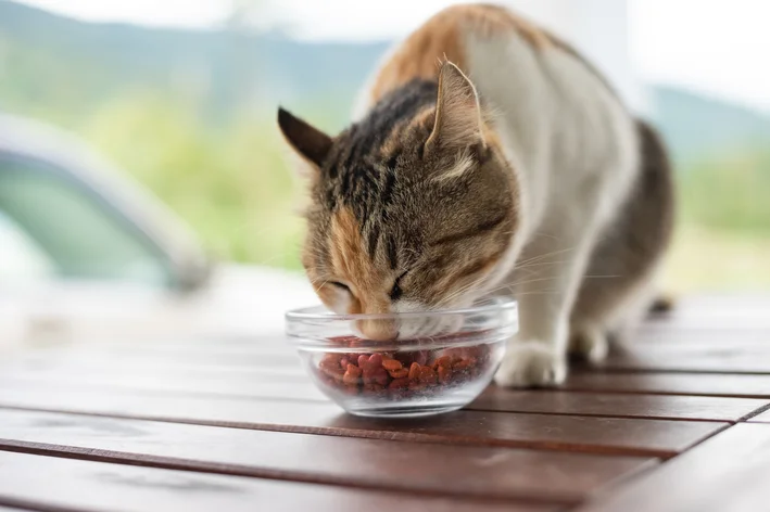 gato comendo as melhores rações para gato