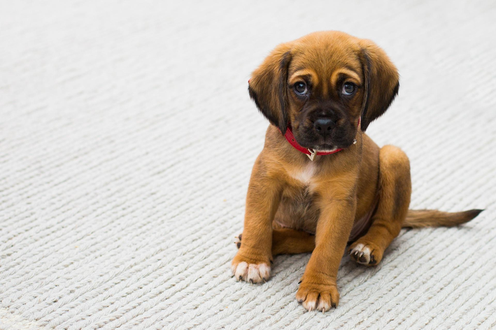 Doenças comuns em filhotes de cachorro