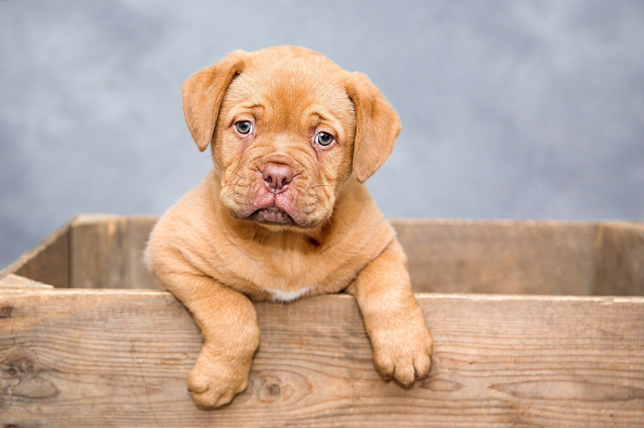 Um cachorro esperando o dono escolher as melhor ração para ele.