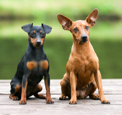 Nome de cachorro pinscher: mais de 500 ideias para machos e fêmeas
