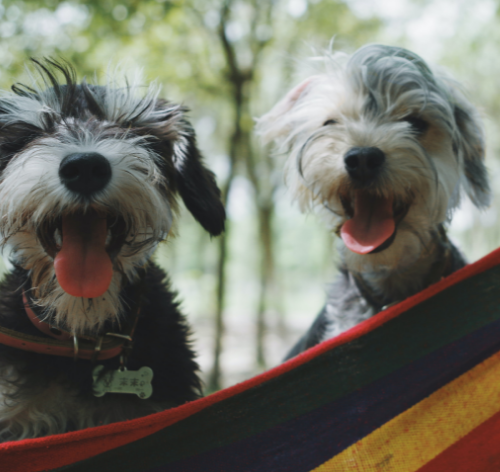 cães sentados em rede felizes