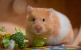 Pode dar banho em hamster? Descubra!