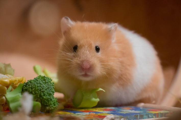 Pode dar banho em hamster? Descubra!