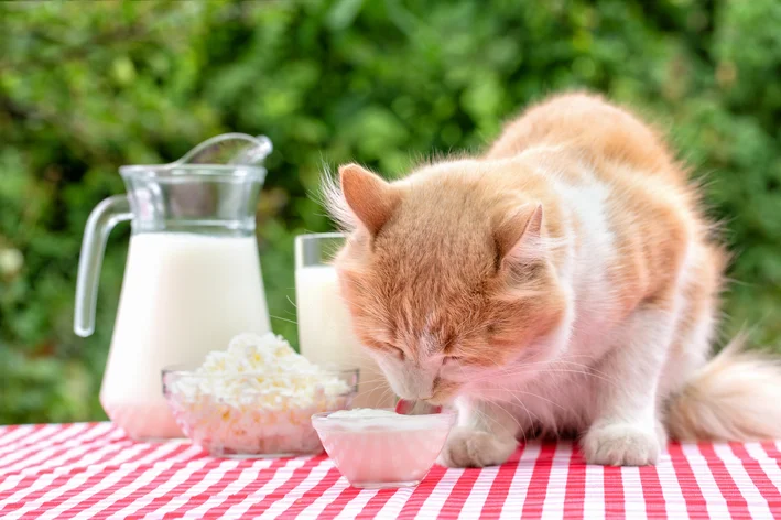 Gato branco e laranja tomando iogurte em uma mesa ao ar livre, com leite e um bowl de creme, cenário de natureza ao fundo