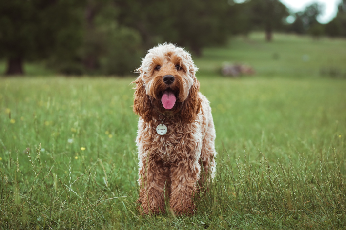 raça dos cachorros da patrulha canina cockapoo