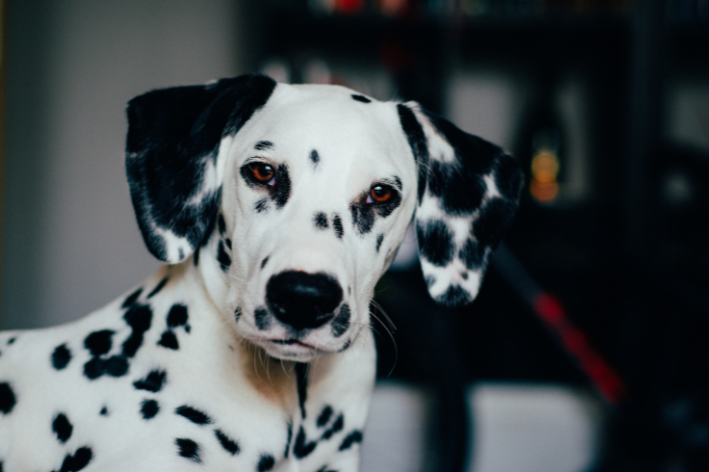 raça dos cachorros da patrulha canina dalmata