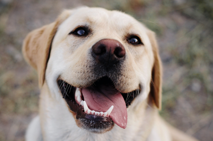 raça dos cachorros da patrulha canina labrador