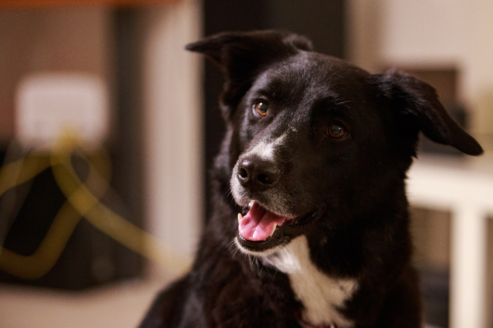 raça dos cachorros da patrulha canina vira lata