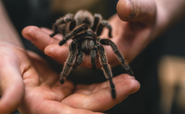 tarantula na mão de pessoa