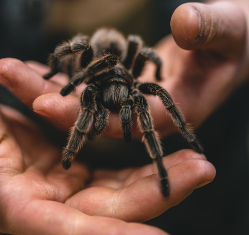 tarantula na mão de pessoa