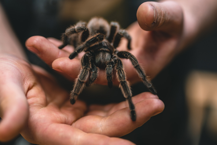 tarantula na mão de pessoa