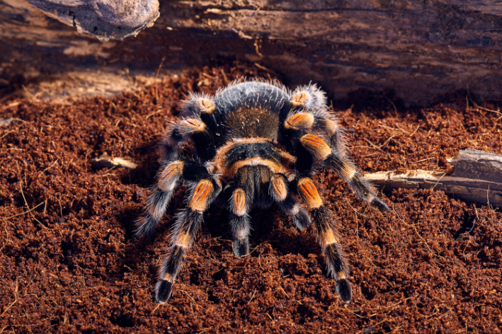 tarantula