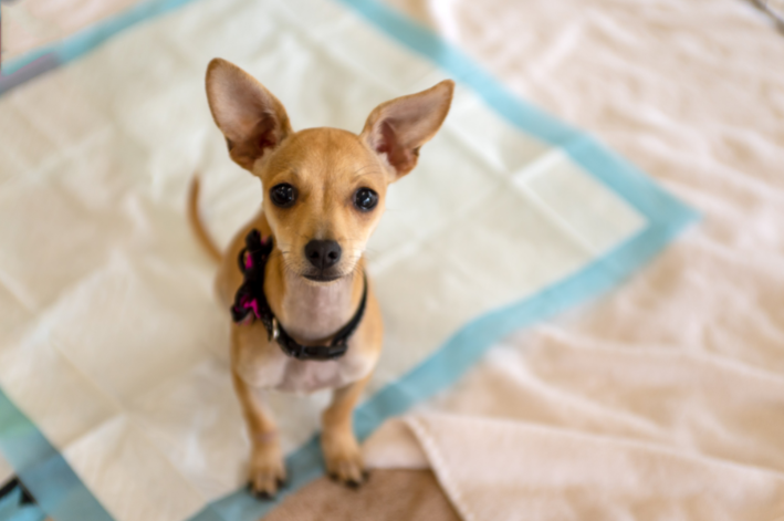 cachorro com dor nas articulações