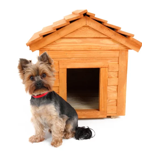 melhor casinha para cachorro